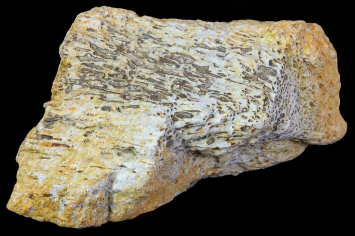 Achelousaurus Bone Fragment - Montana #71311